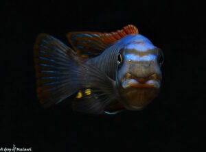 Labeotropheus trewavasae 'Thumbi West'